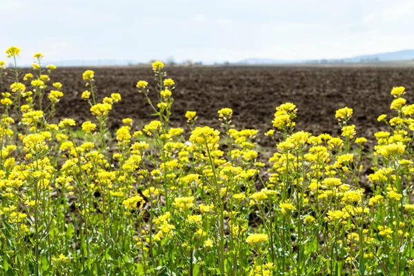 Gula blomningar av raps och plogad fält — Stockfoto