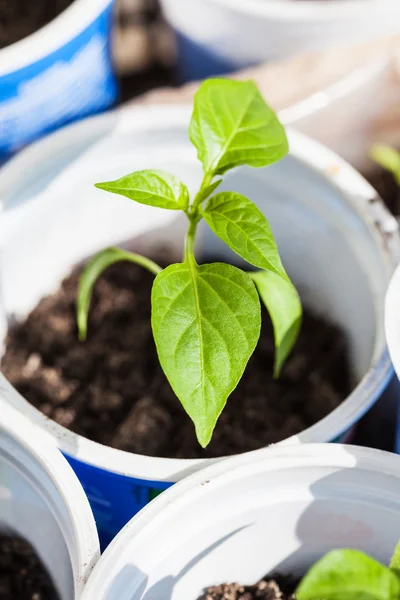 Groene spruit van paprika plant in kunststof buis — Stockfoto