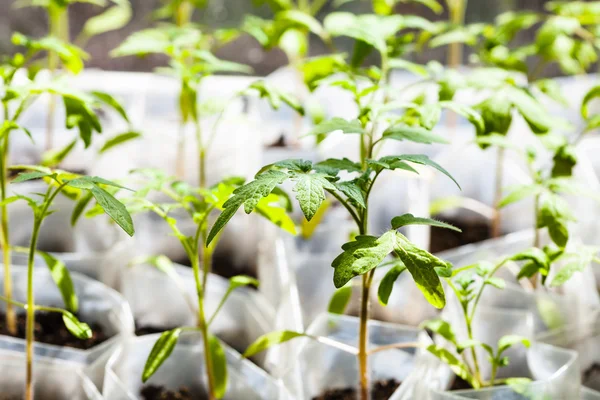 Plántulas verdes de planta de tomate en tubos de plástico — Foto de Stock