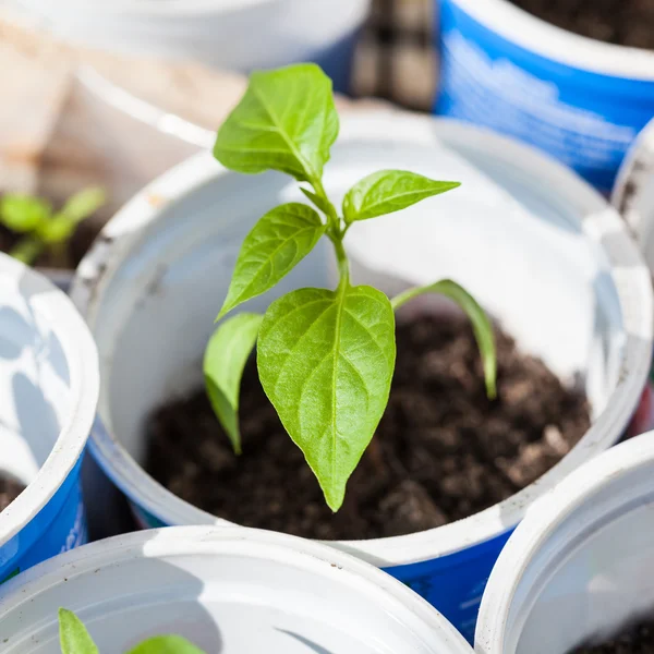 Sämling der Paprika-Pflanze in Plastikröhrchen — Stockfoto