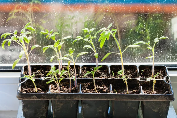 Recipiente con plántulas de plantas de tomate en el alféizar — Foto de Stock