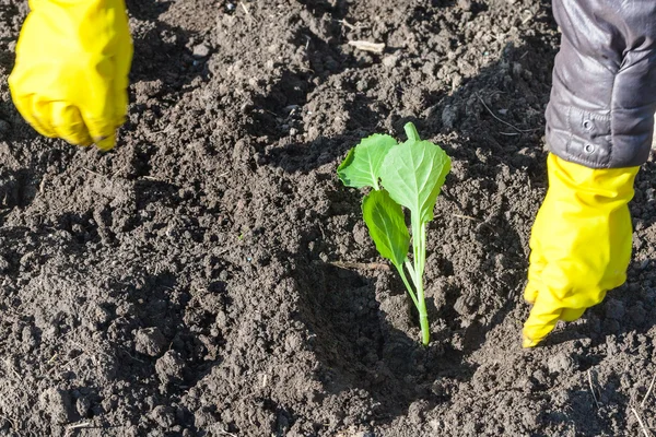 Bonde plantering sprout av kål i upplöjd mark — Stockfoto