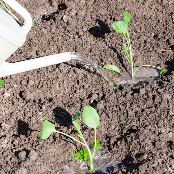 Watering can pours cabbage seedlings in garden — Stock Photo, Image