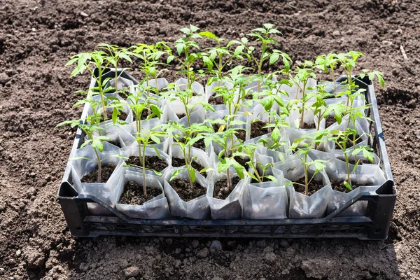 Kasten mit jungen grünen Trieben der Tomatenpflanze — Stockfoto