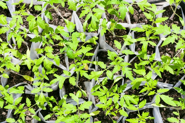 Above view of young sprouts of tomato plant — Stock Photo, Image