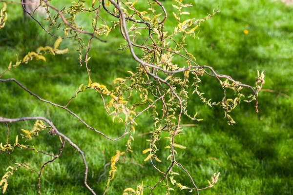 Willow tree větvičky s kvetoucí žluté jehnědy — Stock fotografie