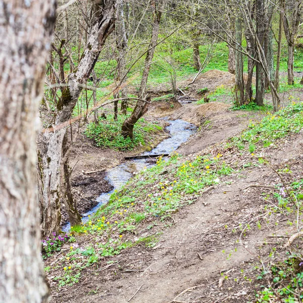Sedikit aliran di hutan pada musim semi — Stok Foto