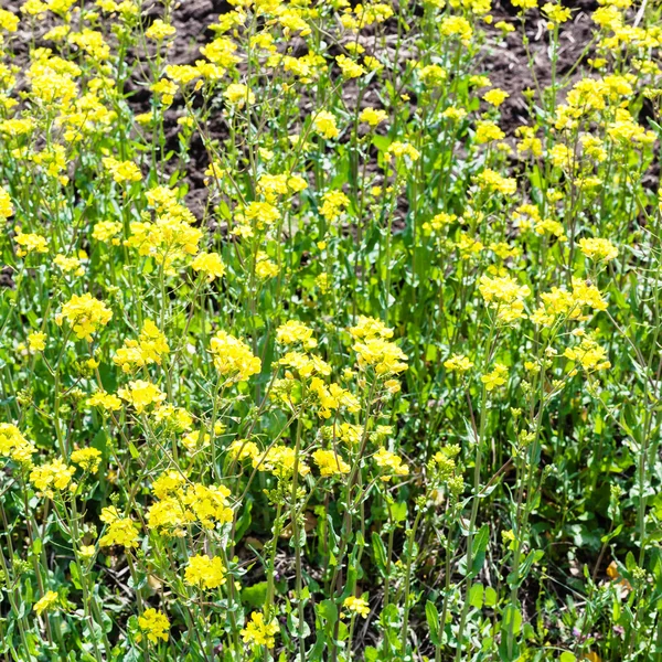 Yellow blooms of rapeseed — Stock Photo, Image