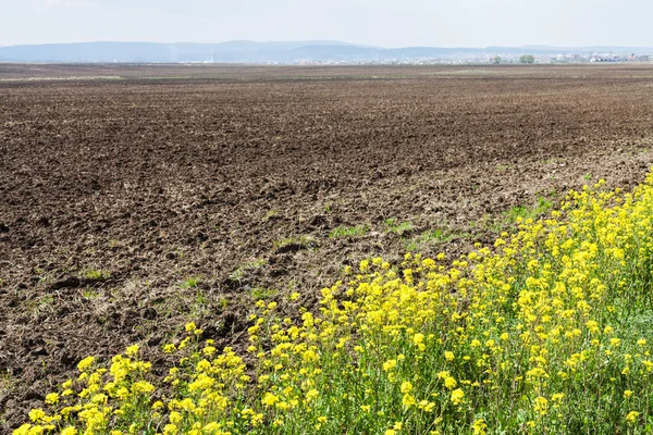 Arado campo e flores amarelas de colza — Fotografia de Stock