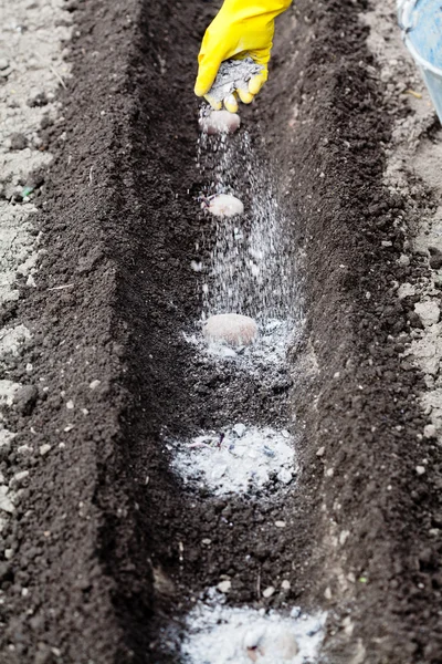 Farmer fertilizes seed potatoes in furrow — Stock Photo, Image