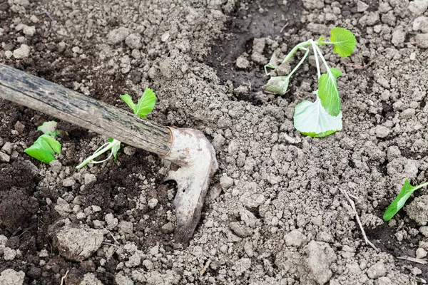 Loosening beds with cabbage shoots by hoe — Stock Photo, Image