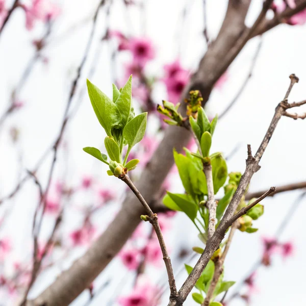 Young green leaves of peach tree in spring — Stock Photo, Image