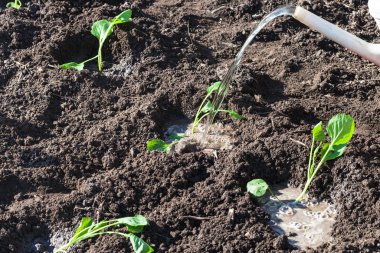 lahana sürgünler Bahçe Sulama olabilir dökülen