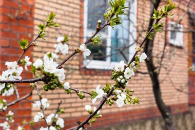 dallar kiraz çiçek açması ve kır evi