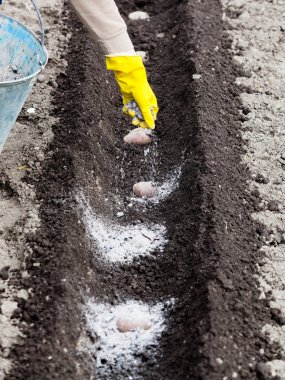 farmer fertilizes soil by organic fertilizer clipart