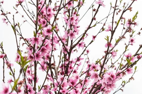 Árvore de pêssego com flores rosa na primavera — Fotografia de Stock