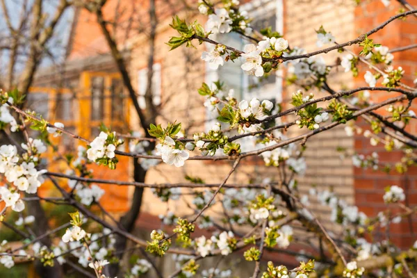 Ramoscelli di ciliegia in cortile in primavera sera — Foto Stock