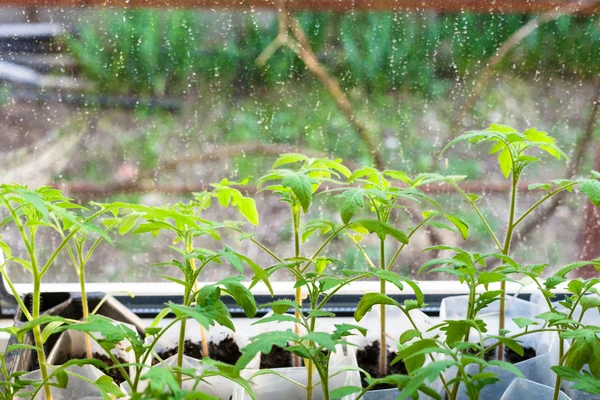 Jonge spruiten van de tomatenplant in plastic dozen — Stockfoto