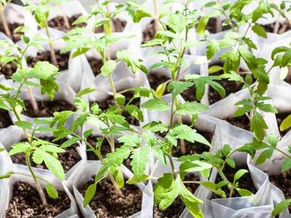 Oben Ansicht der grünen Pflanzenkohl in Plastikrohr — Stockfoto