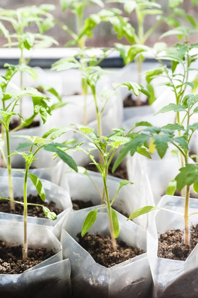 Boven uitzicht op groene zaailingen van de tomatenplant — Stockfoto