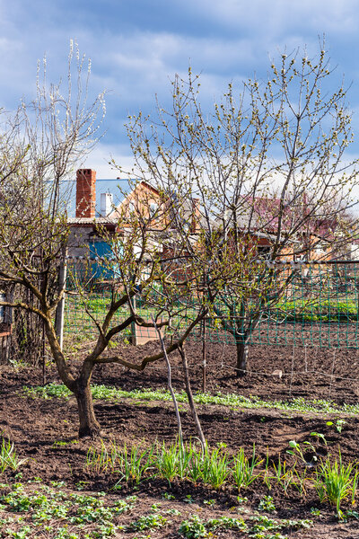 vegetable garden and blossoming cherry tree