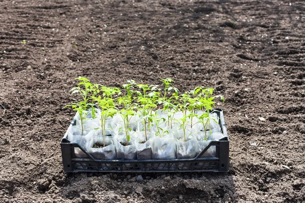 Container mit grünen Sämlingen der Tomatenpflanze — Stockfoto