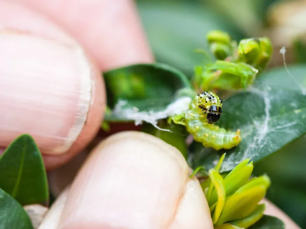 Agricultor remove lagarta de inseto praga — Fotografia de Stock