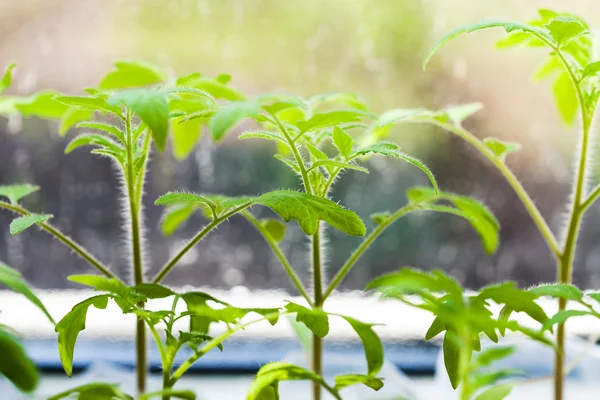 Spruiten van tomatenplant op de vensterbank — Stockfoto