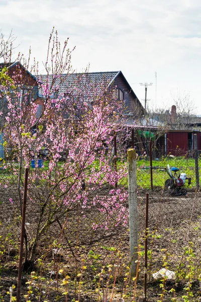 Şeftali çiçek açması ağaç ve ülke evin bahçesinde — Stok fotoğraf