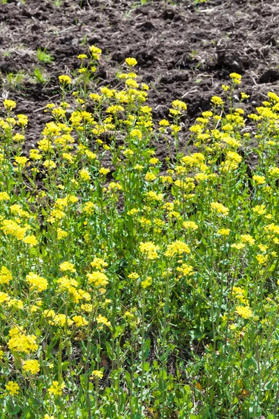 Yellow flowers of canola — Stock Photo, Image