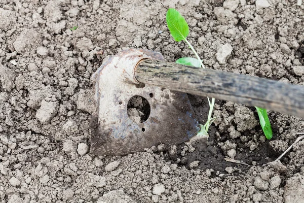 Lockerung des Bodens in der Nähe von Kohl-Sämlingen mit der Hacke — Stockfoto