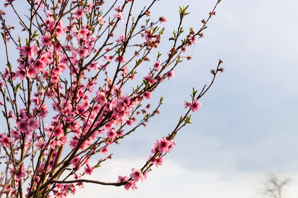Peach flowers on twigs in spring evening — Stock Photo, Image