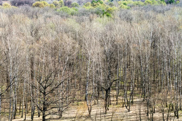 Borda de vidoeiro e bosque de carvalho no dia de primavera ensolarado — Fotografia de Stock