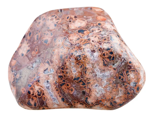 Polerad sten av Leopard Skin Jasper isolerad — Stockfoto