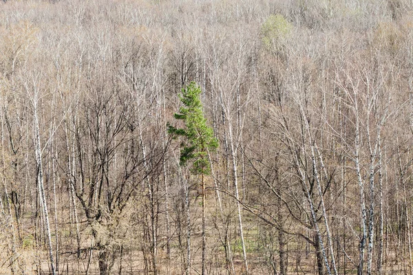 Grön tall i Björkdungen i vårdag — Stockfoto