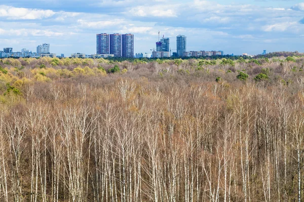 Foresta di betulle e città all'orizzonte in primavera — Foto Stock