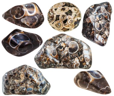 set of various turritella agate mineral stones clipart