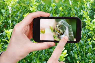 farmer photographs larva of insect pest on boxtree