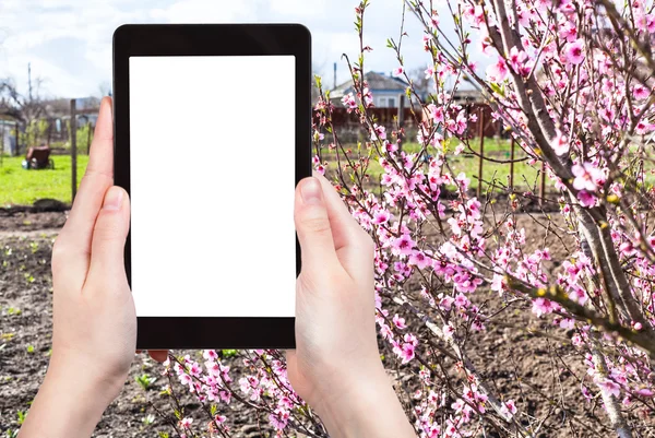 Farmer photographs garden with peach tree — Stock fotografie