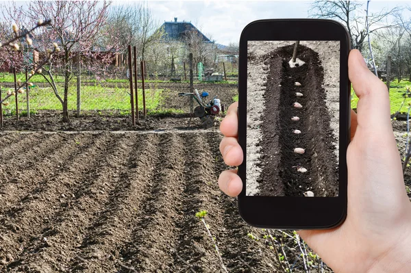 Farmer photographs the planting of potatoes — Stock Photo, Image