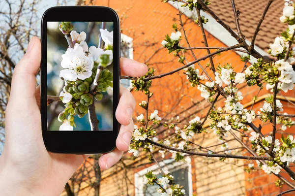 Farmer photographs white blossoms of cherry tree — Φωτογραφία Αρχείου