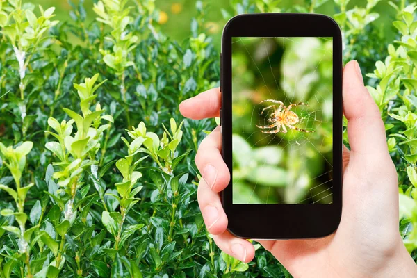 Contadino fotografie ragno sul web su boxtree — Foto Stock