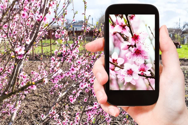 Agricultor fotografias flores de pêssego rosa na árvore — Fotografia de Stock
