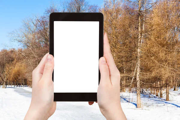 Tourist photographs frozen path in larch forest — Stock Photo, Image