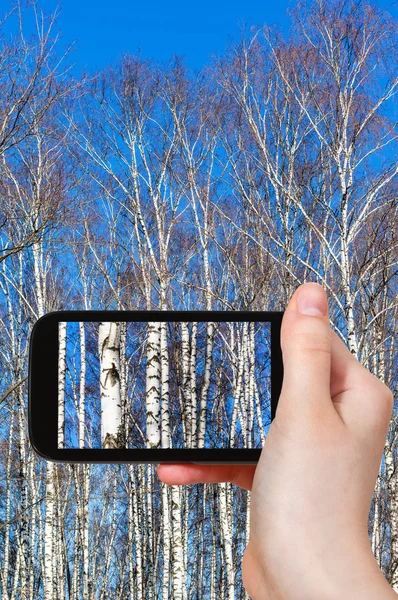 Ilkbaharda turist fotoğrafları huş ağaçları — Stok fotoğraf