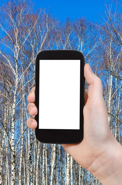 Tourist photographs bare birch trunks and blue sky — Stock Photo, Image