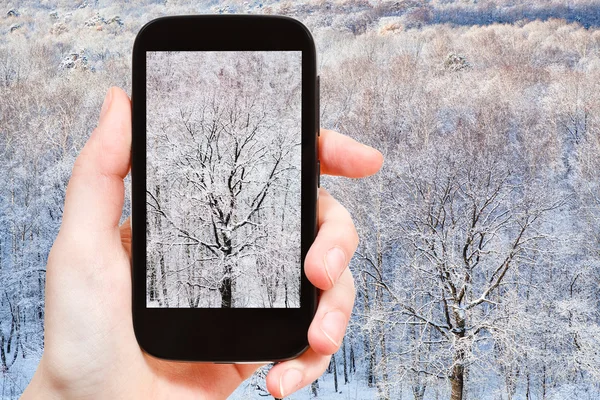 游客照片裸露的橡树在冰冻的森林 — 图库照片
