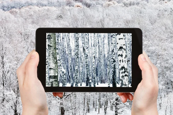 Toeristische Foto's bevroren berken bos in de winter — Stockfoto