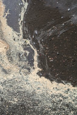 huş ağacı polen azıyorum bahar sezonu