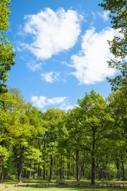 mavi gökyüzü, yeşil meşe ağaçları takas Park çevresinde